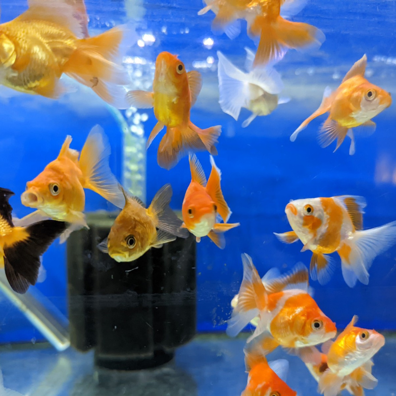 Assorted Ryukin Goldfish 2-3"
