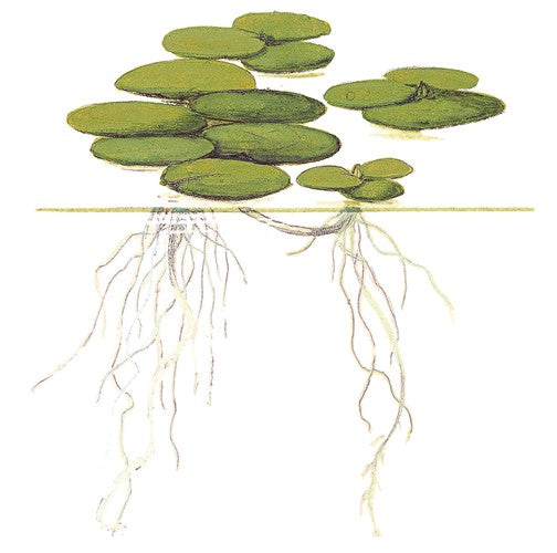 Tropica In Vitro 1-2-grow! Limnobium Laevigatum