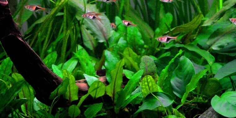 Tropica In Vitro 1-2-grow! Cryptocoryne wendtii 'Green'