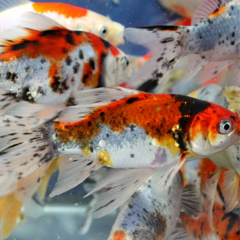 Shubunkin Goldfish 5-6"