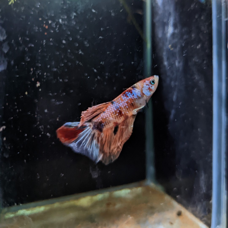 Male Betta Siamese Fighter Fish (#24)