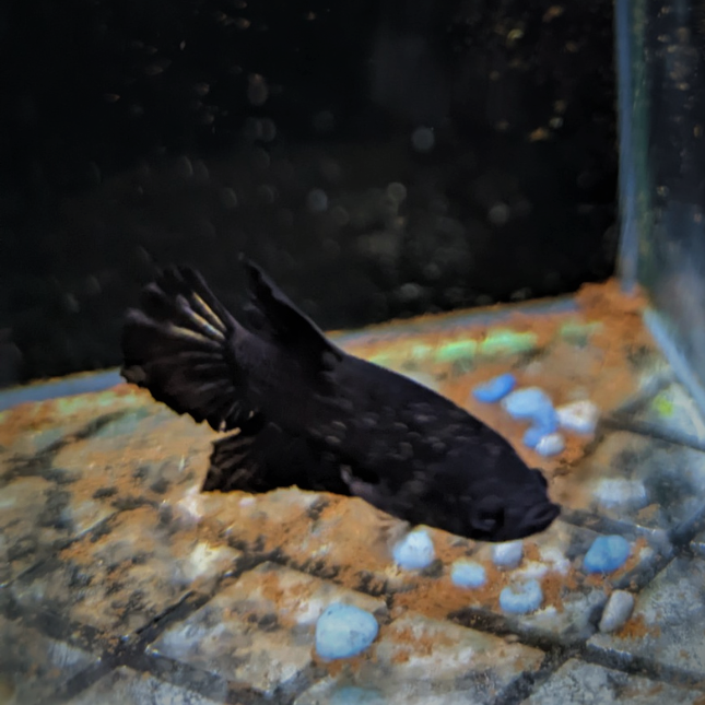 Male Betta Siamese Fighter Fish (#18)