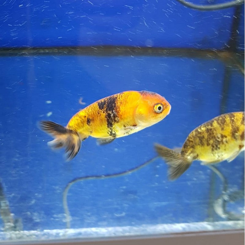 Calico Ranchu Fancy Goldfish