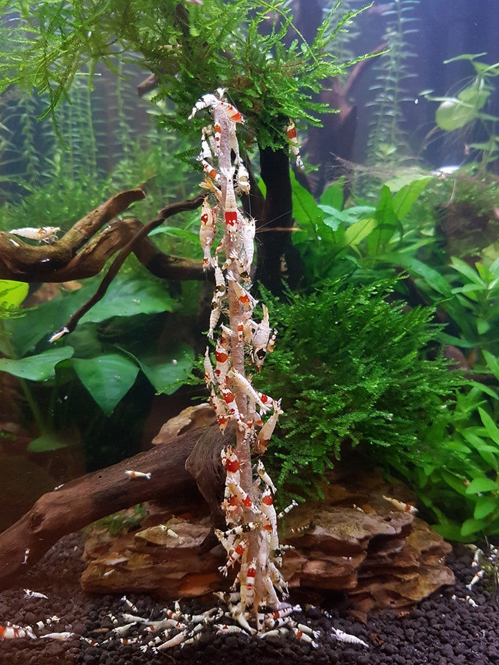 Ceramic Nature Shrimps Forever Shrimp Sticks Lollipops Algae / Vegetables (10pk)