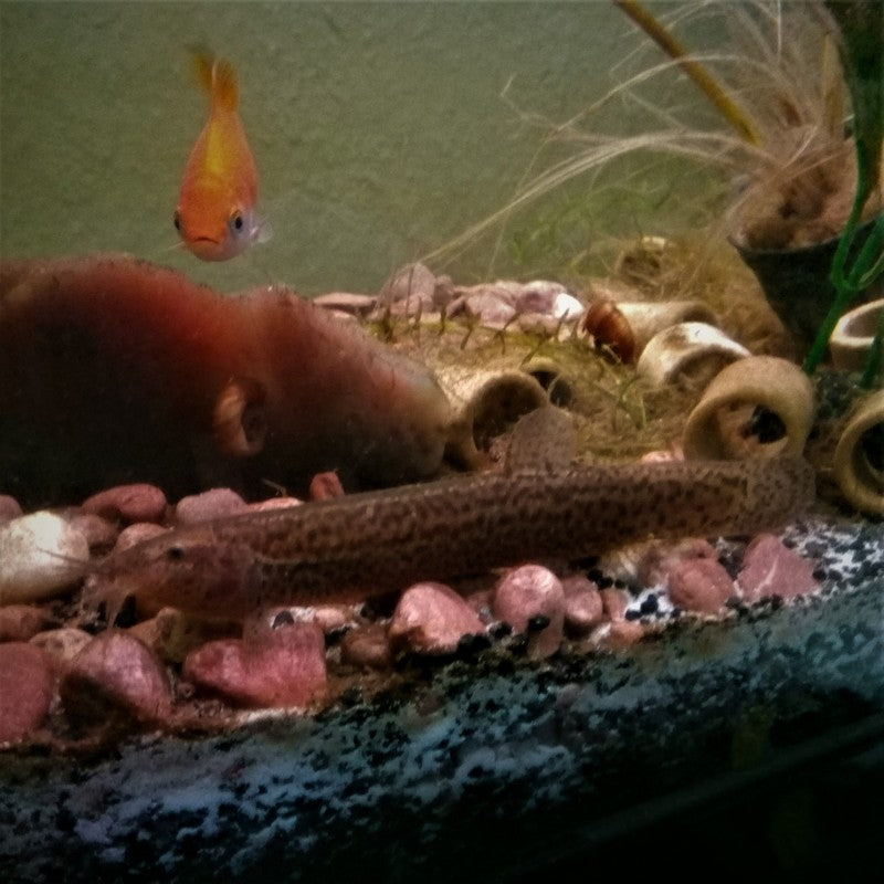 Weather Loach