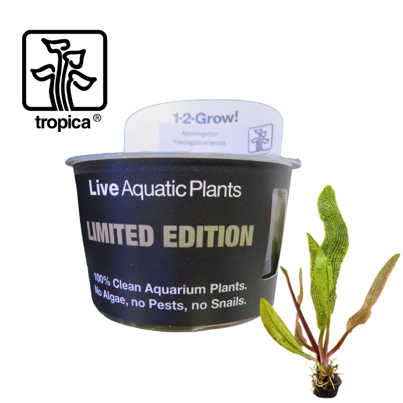 Tropica In-Vitro 1-2-Grow! Aponogeton Madagascariensis 'Limited Edition'