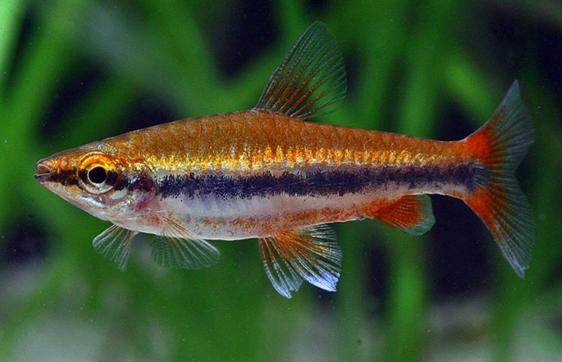 Golden Beckfords Pencilfish