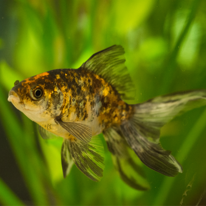 Calico Fantail Fancy Goldfish 1-2"