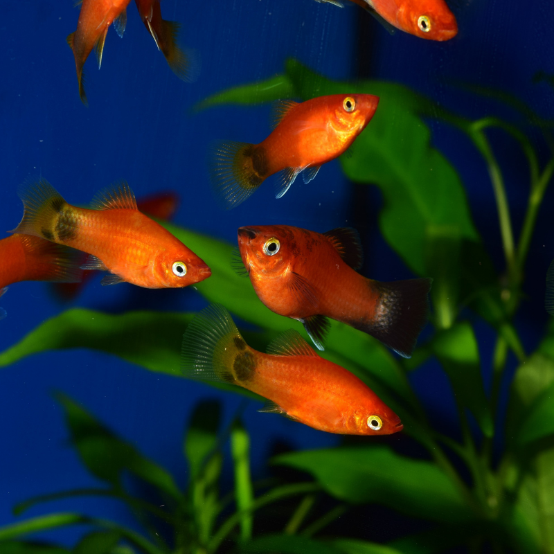 Red Mickey Mouse Platy