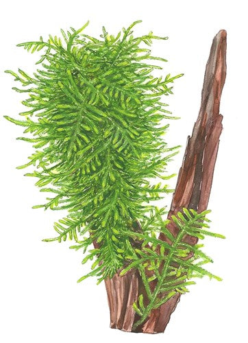Tropica In Vitro 1-2-grow! Taxiphyllum 'Spiky'