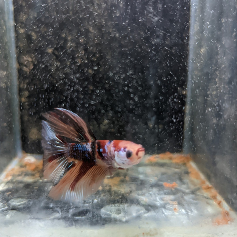 Male Betta Siamese Fighter Fish (#3)