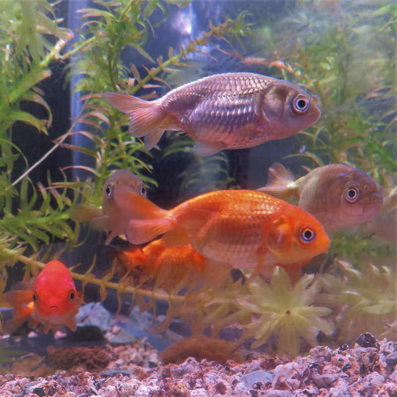 Assorted Ranchu Goldfish 2-3"