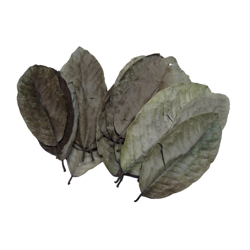 Natural Guava Leaves x20