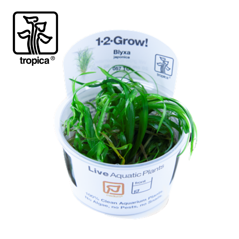 Tropica In-Vitro 1-2-Grow! Blyxa Japonica