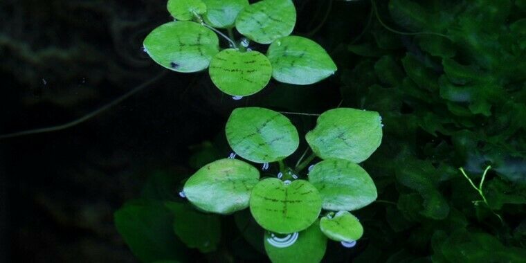 Tropica In Vitro 1-2-grow! Limnobium Laevigatum