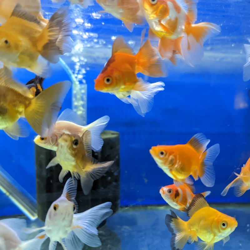Assorted Ryukin Goldfish 2-3"