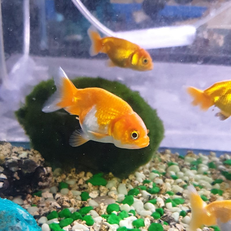 Orange and White Ranchu Fancy Goldfish