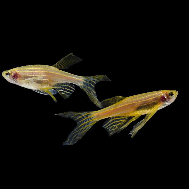 Long Fin Danio