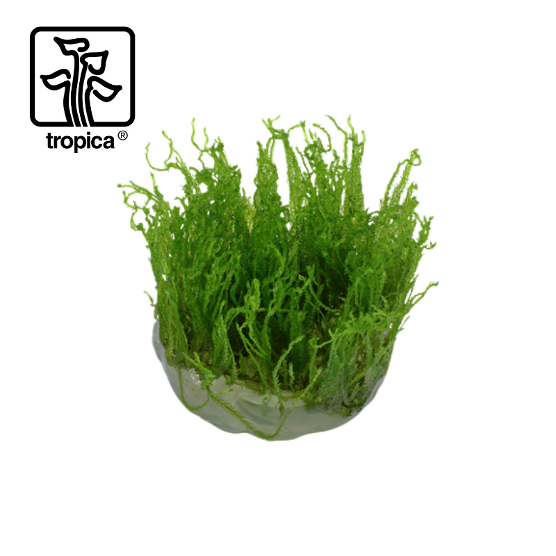 Tropica In-Vitro 1-2-Grow! Taxiphyllum 'Taiwan Moss'