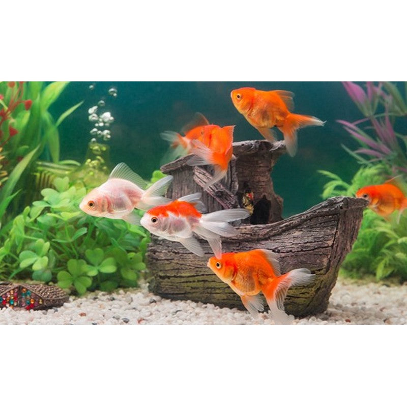 Red and White Fantail Fancy Goldfish 2-3"