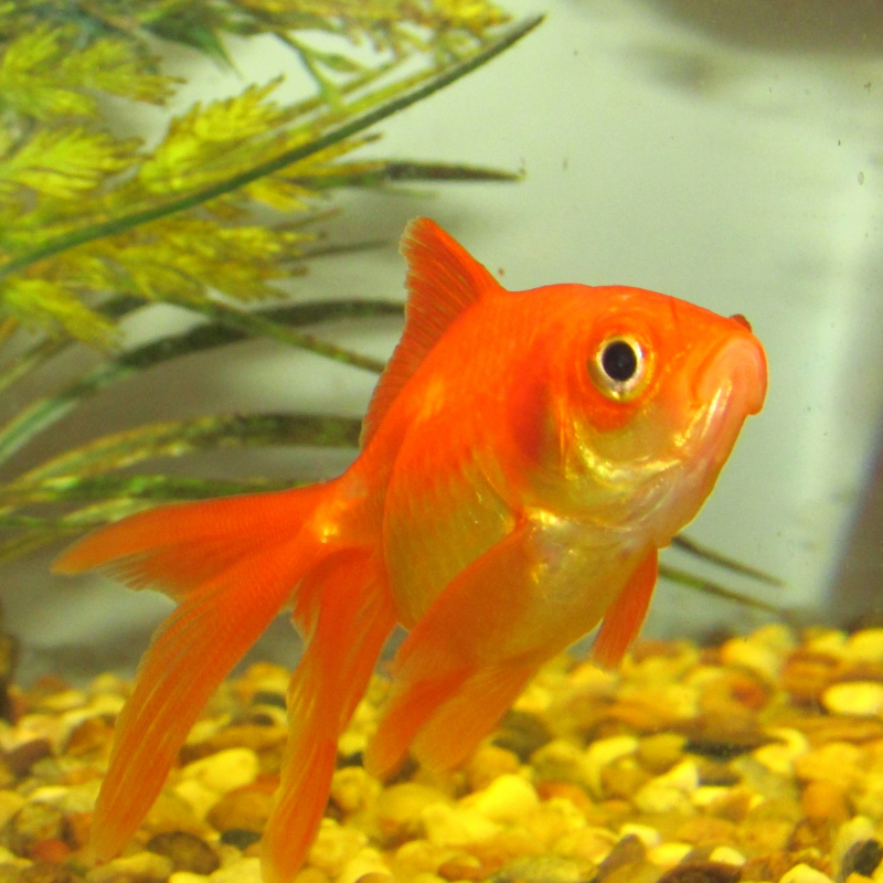 Red Fantail Goldfish 1-2"