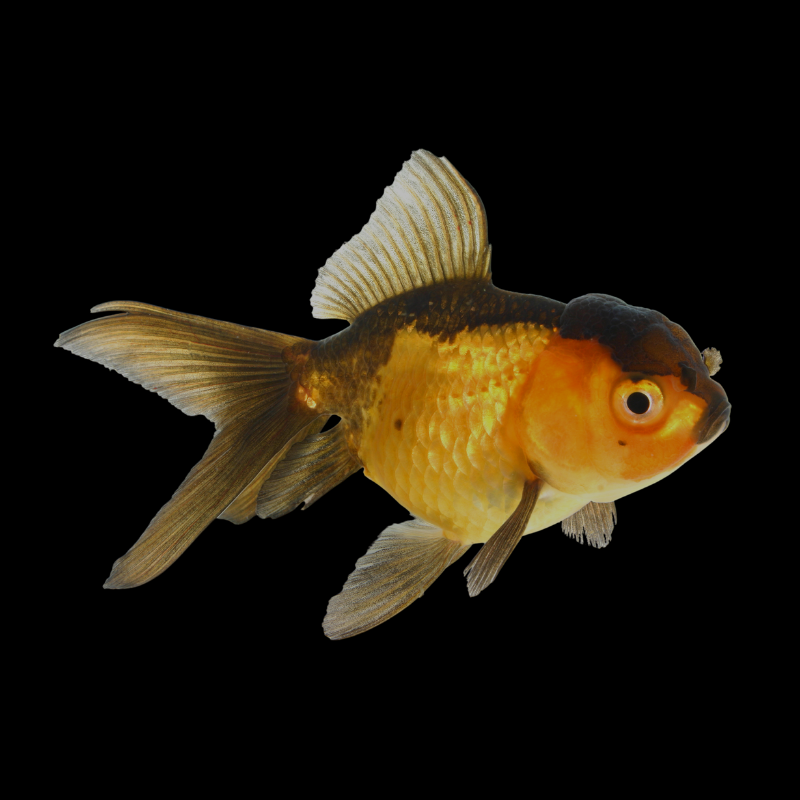 Red & Black Oranda Goldfish 4-5"