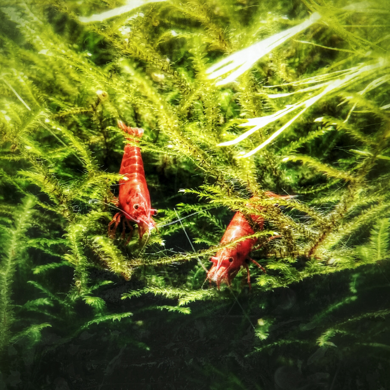 Cherry Shrimp Red