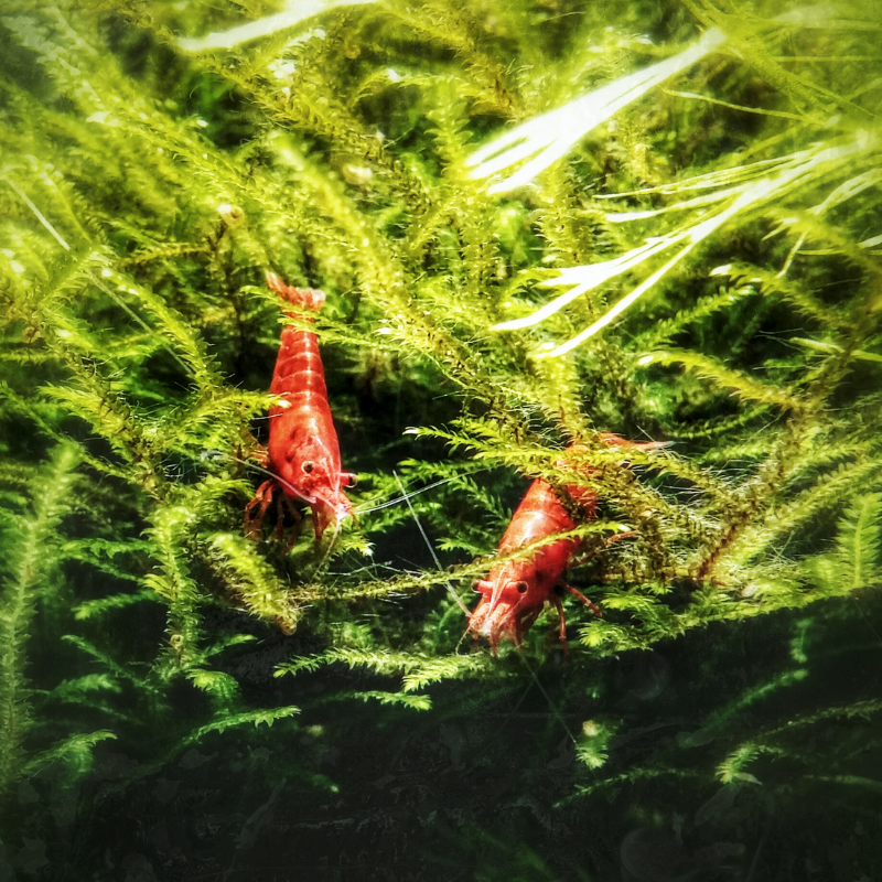 Cherry hot sale shrimp pond