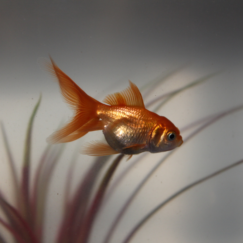 Red Fantail Goldfish 1-2"