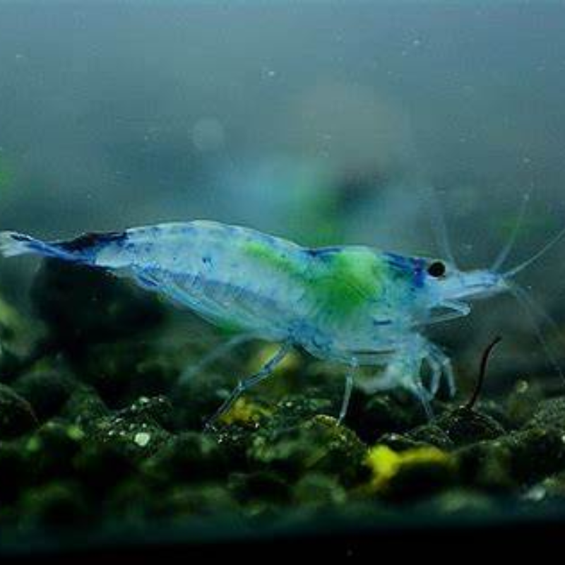 Blue Rili Shrimp Neocaridina Heteropoda