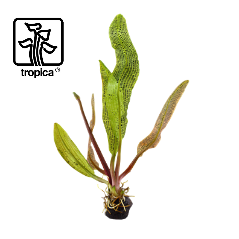 Tropica In-Vitro 1-2-Grow! Aponogeton Madagascariensis 'Limited Edition'