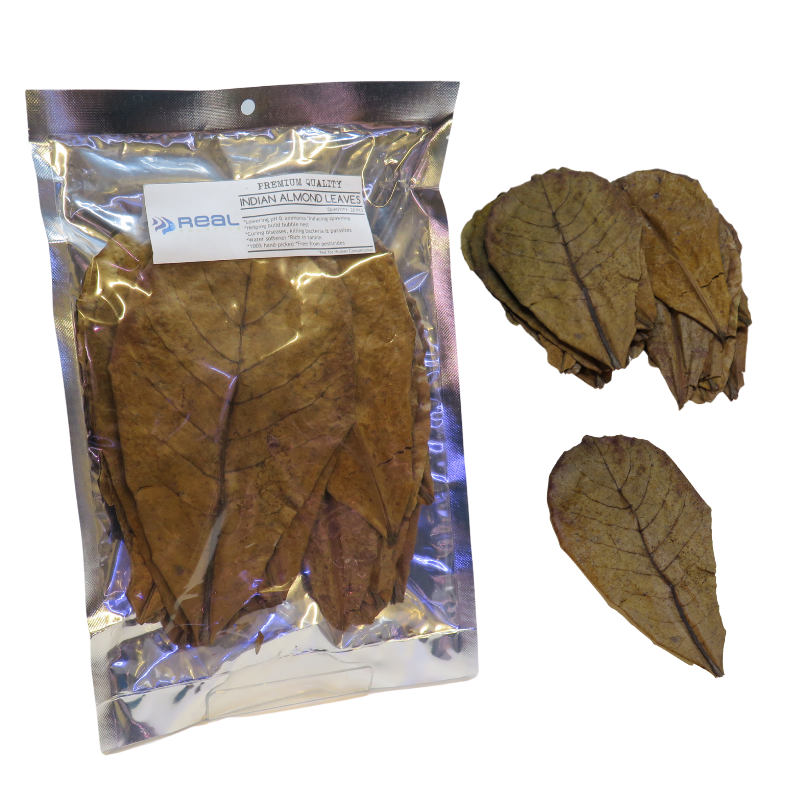 Catappa Indian Almond Leaves (XL) x20