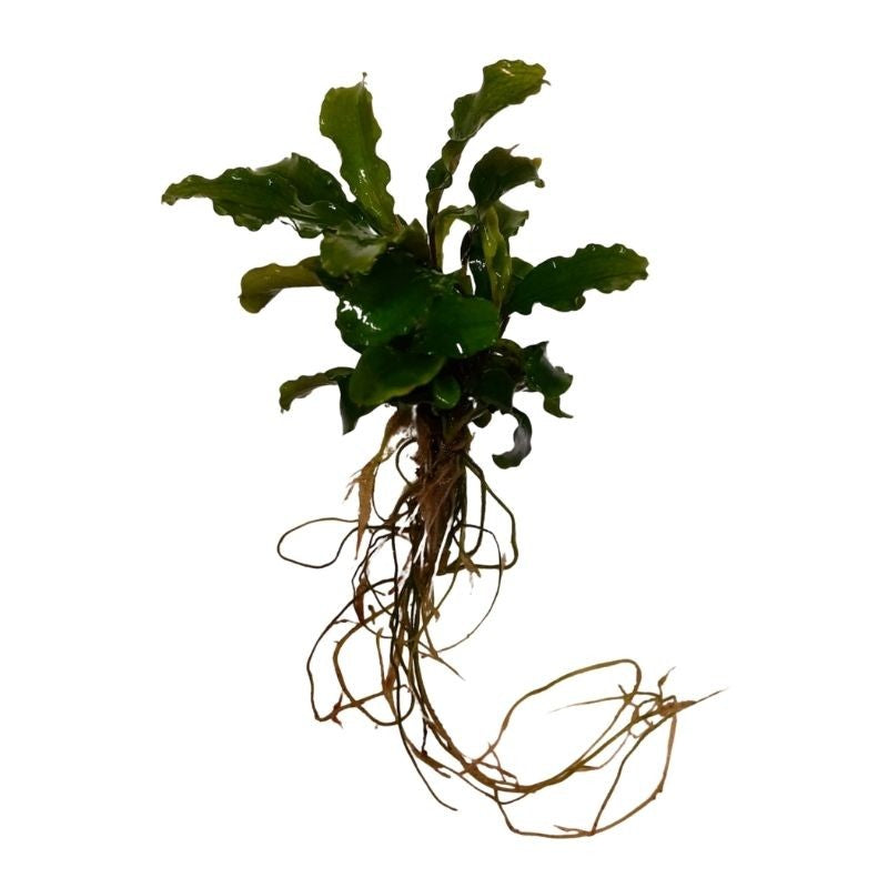Bucephalandra Wavy Green Live Plant Bunched