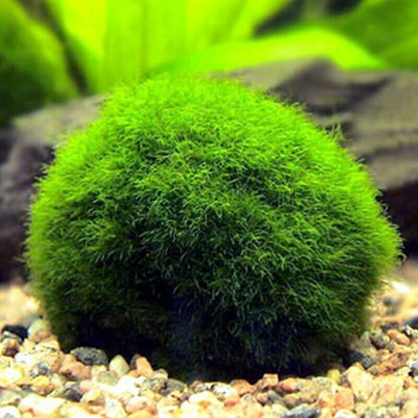 2-3cm Marimo Moss Balls Live Aquarium Alger Fish Räktank 63fa