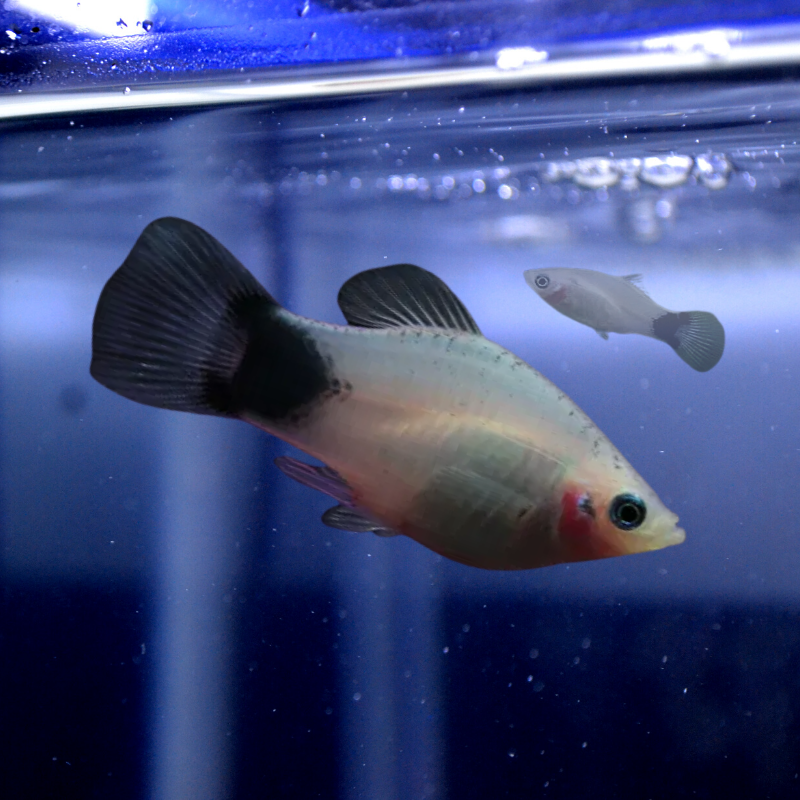 White Mickey Mouse Platy