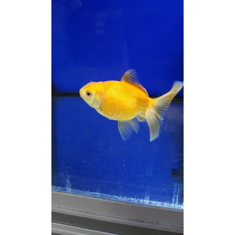 Yellow Lemon Pearlscale Fancy Goldfish