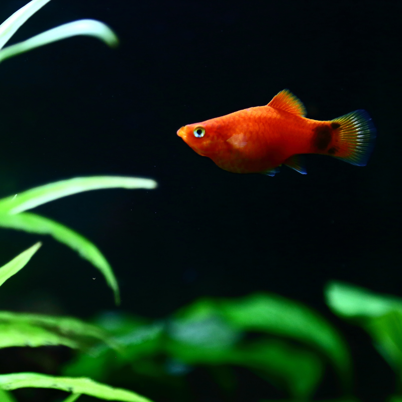 Red Mickey Mouse Platy