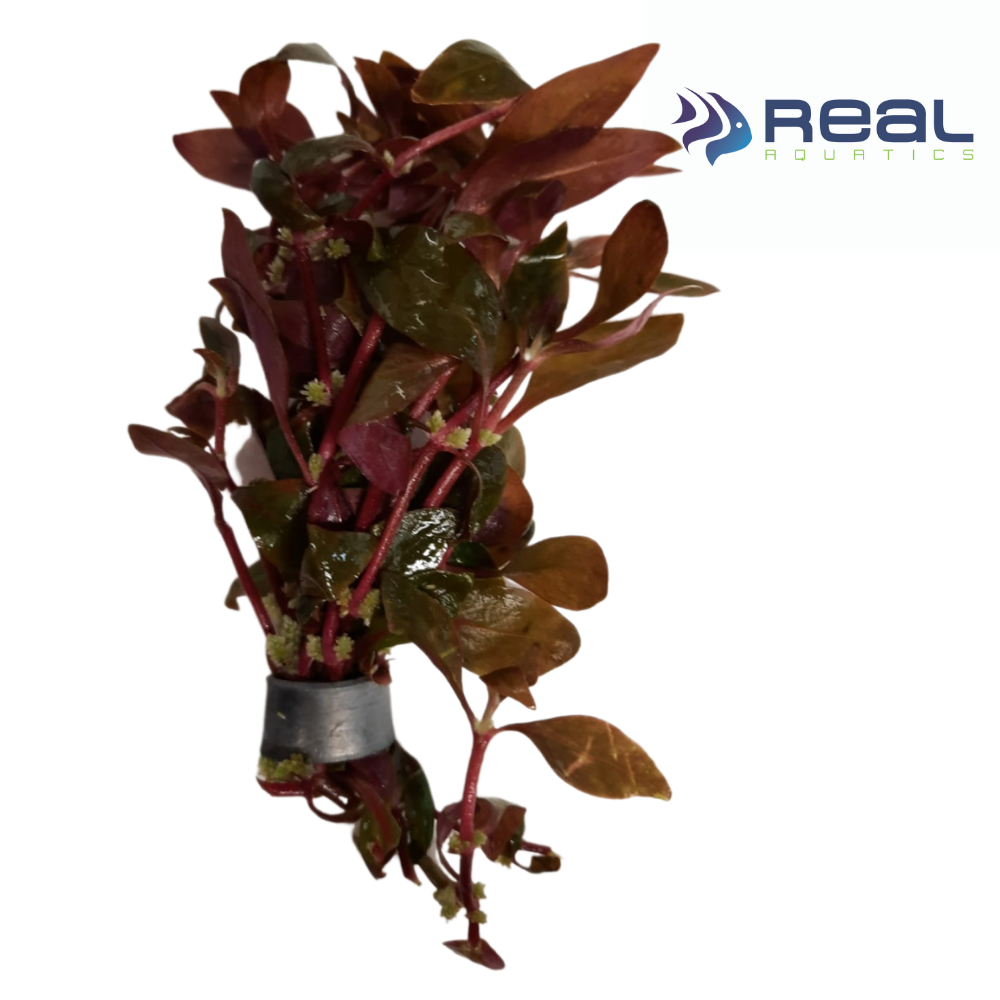 Bunched Alternanthera Reineckii live aquatic plant for freshwater aquariums, unbranded, featuring vibrant red and green leaves.