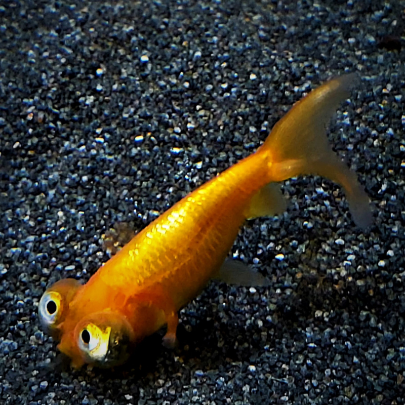 Celestial Eye Fancy Goldfish 2-3"