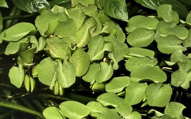 Tropica In Vitro 1-2-grow! Salvinia auriculata