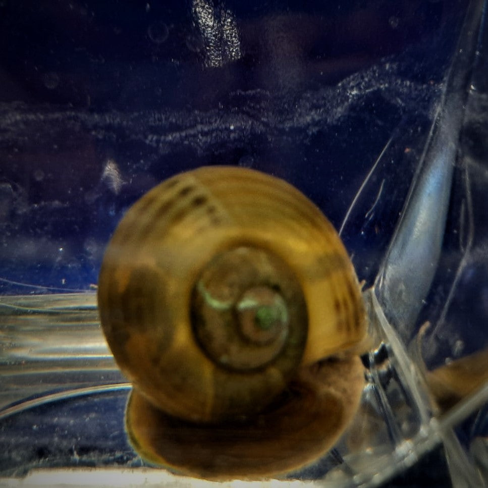 Apple Snail Pomecea Mystery Snails