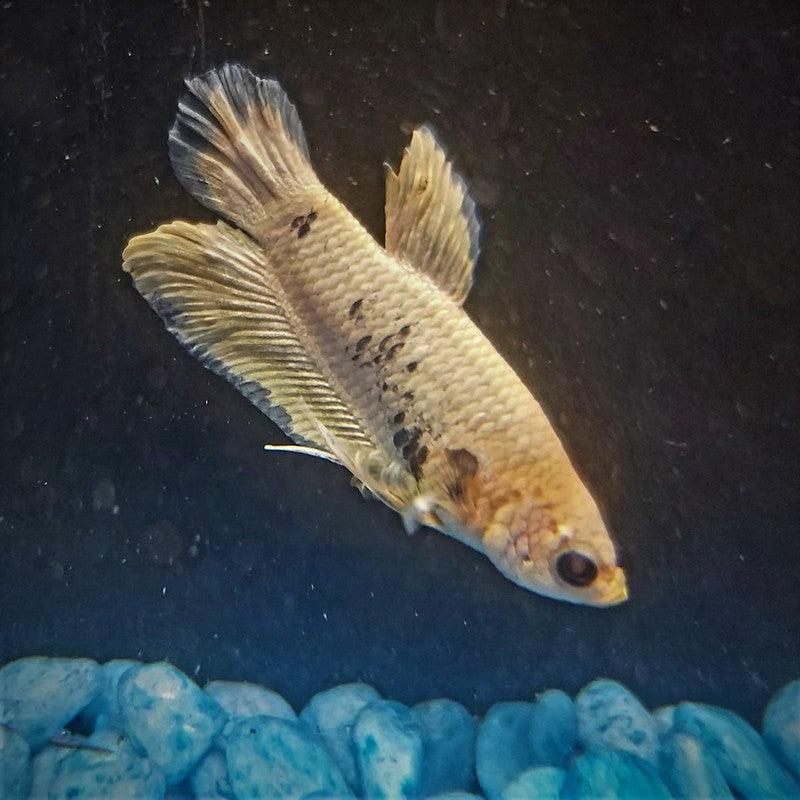 Male Betta Siamese Fighter Fish (#11)