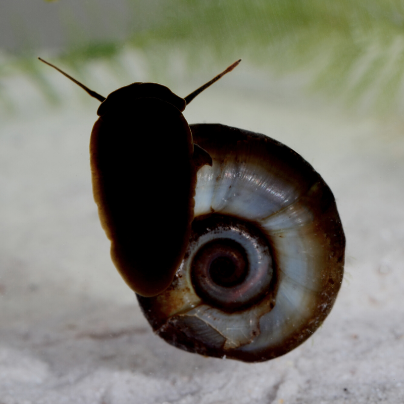Ramshorn Snails for Ponds