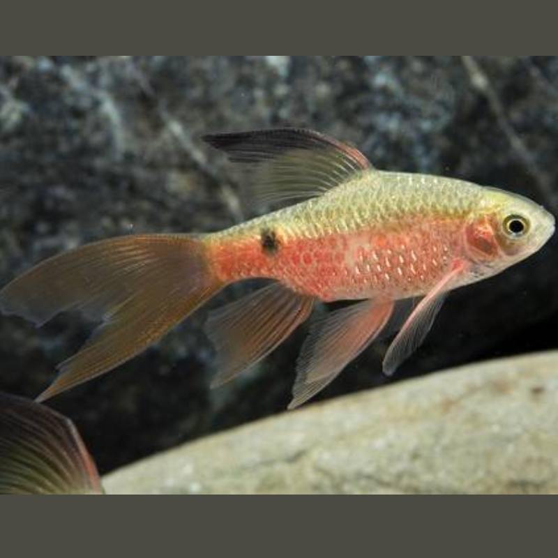 Long Fin Rosy Barb