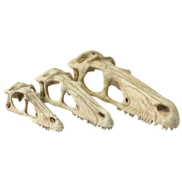 Komodo Reptile Decor Raptor Skulls 3 Sizes